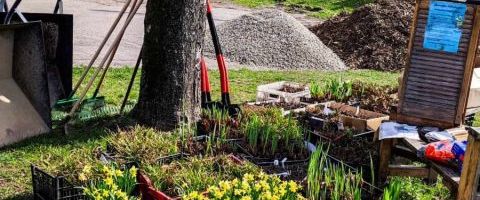 Pierwszy ogród deszczowy wykonany w gruncie na terenie Mikołowa - sadzenie