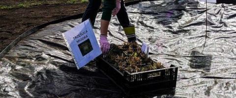 Pierwszy ogród deszczowy wykonany w gruncie na terenie Mikołowa - sadzenie